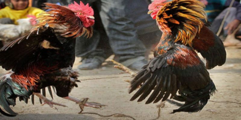 Đá gà cựa dao Đá gà cựa dao thu hút người tham gia bởi những đặc điểm đặc sắc